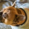 Honden-pyjama’s en gewone honden-kleding, wat zjin de verschillen?