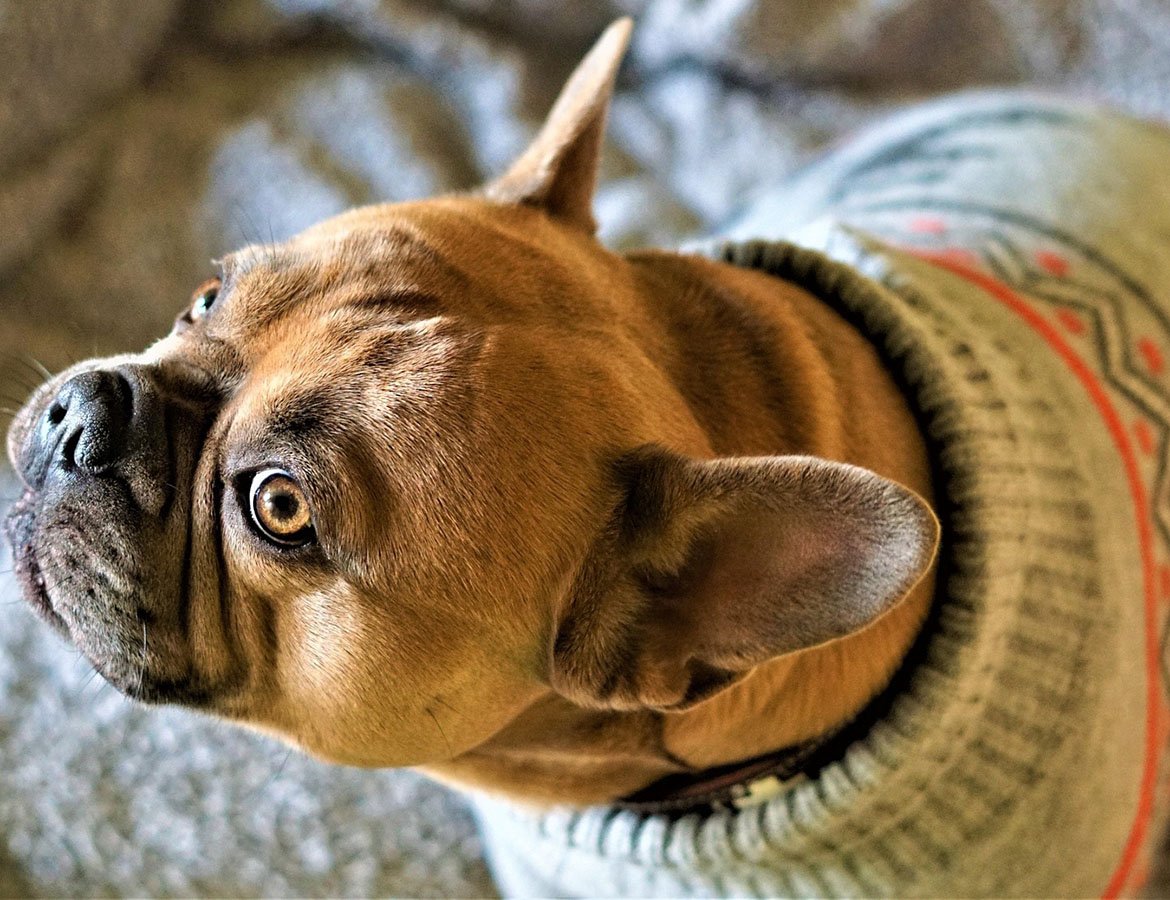 Honden-pyjama’s en gewone honden-kleding, wat zjin de verschillen?