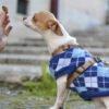 De ultieme gids voor honden-kleertjes
