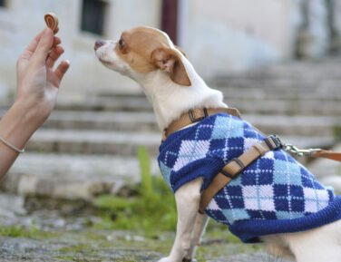 De ultieme gids voor honden-kleertjes