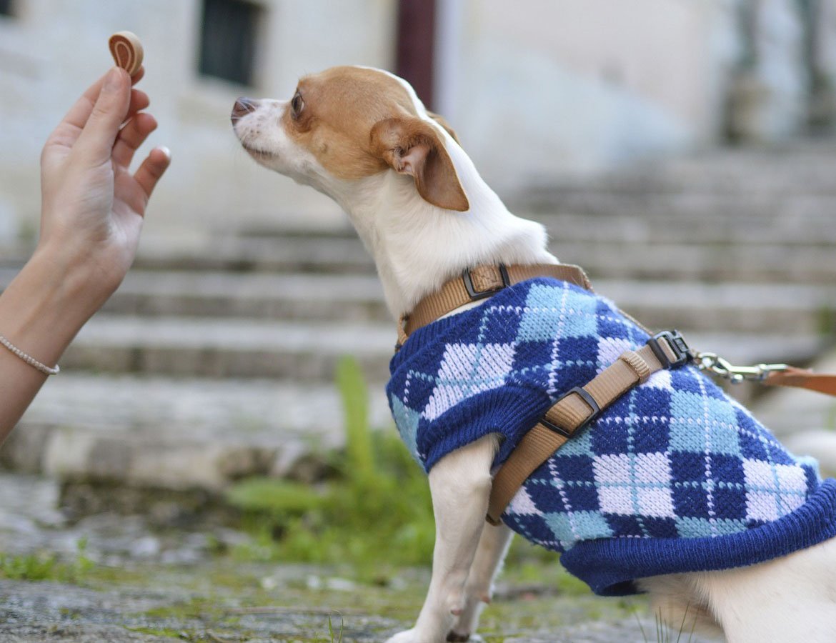 De ultieme gids voor honden-kleertjes