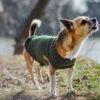 Verkoelende honden-shirts voor de zomer: Hitteveiligheid.