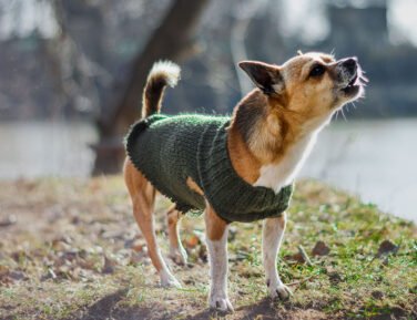 Verkoelende honden-shirts voor de zomer: Hitteveiligheid.