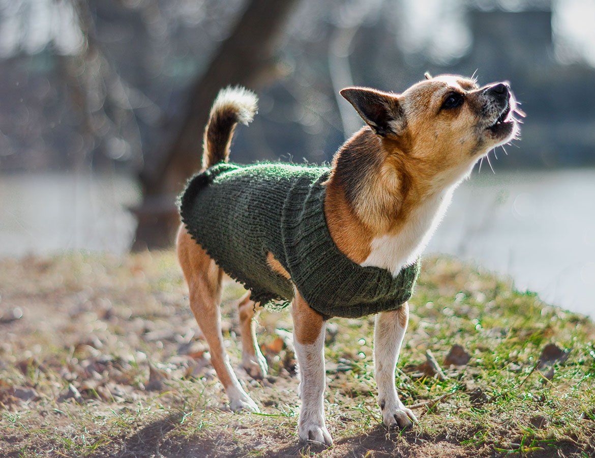 Verkoelende honden-shirts voor de zomer: Hitteveiligheid.
