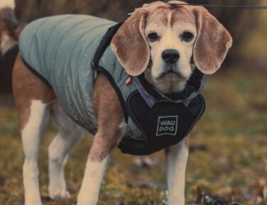 Het onderhouden van de kleren van uw hond.