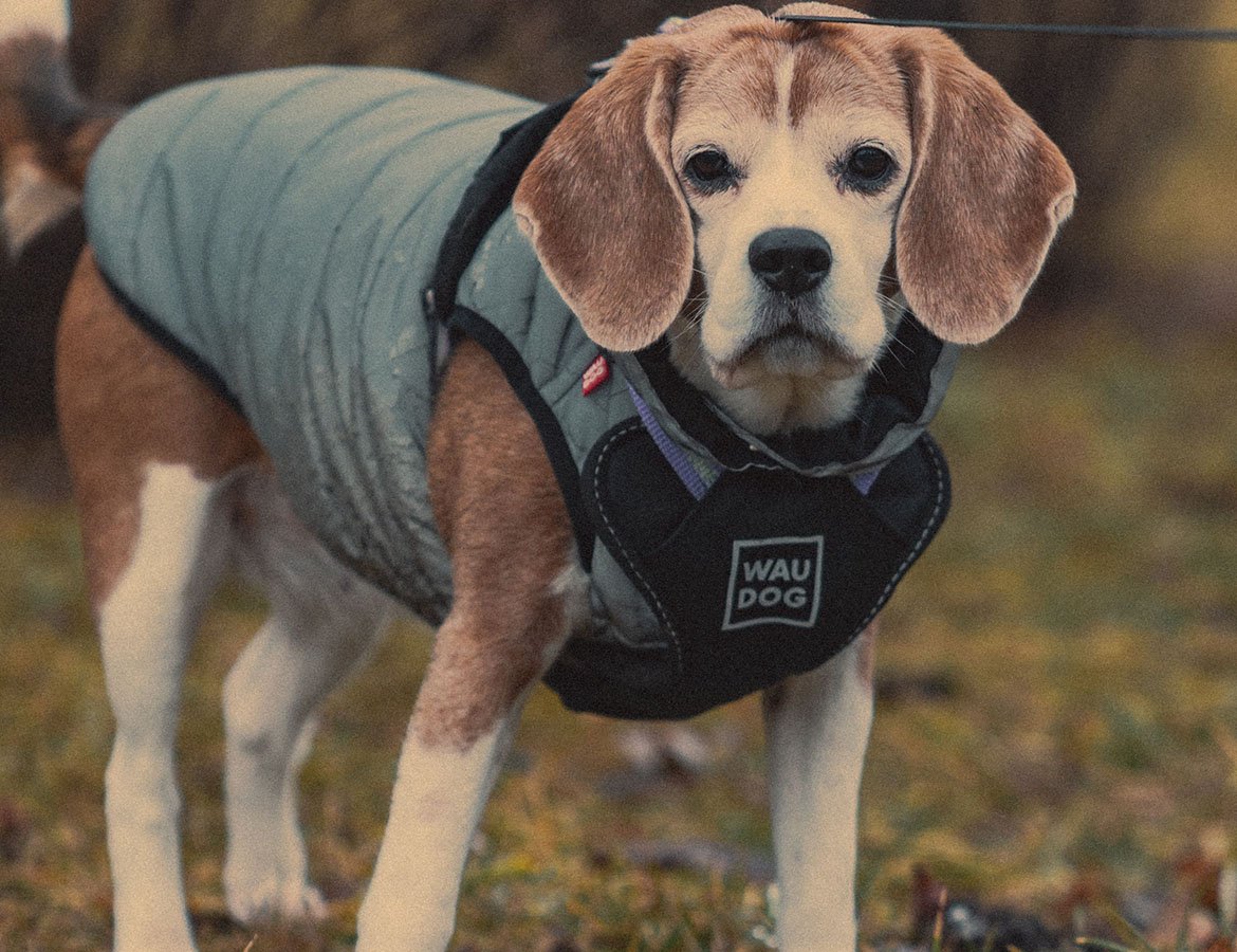 Het onderhouden van de kleren van uw hond.